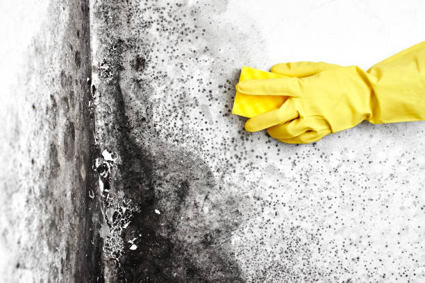 Best Mold-Related Health Consultation  in De Kal, TX
