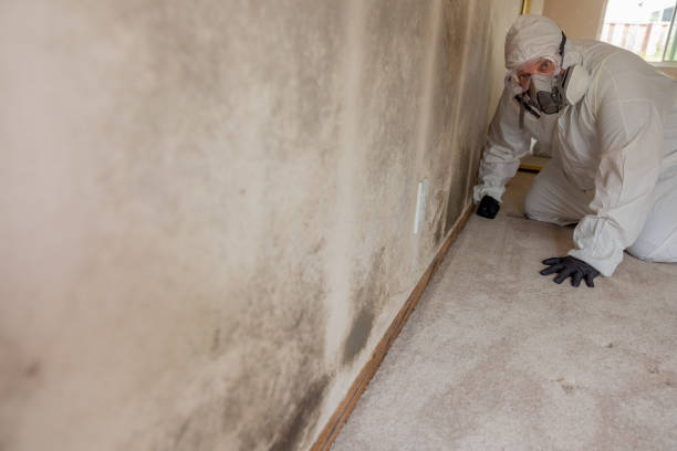 Best Mold Removal for HVAC Installations  in De Kal, TX